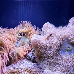Seattle Aquarium - Seattle