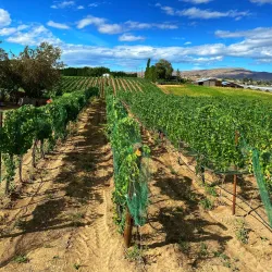 Selah Vineyards and Wineries - Selah