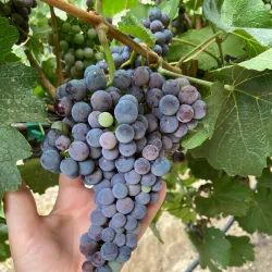 Selah Vineyards and Wineries - Selah