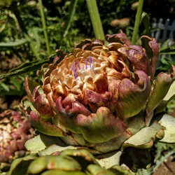 Lavender Farms - Sequim