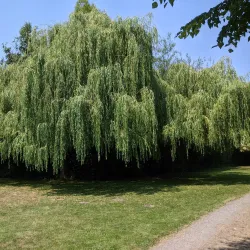 Lavender Farms - Sequim