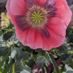 Lavender Farms - Sequim