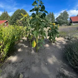Lavender Farms - Sequim