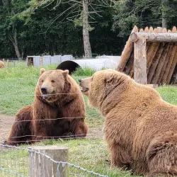 Olympic Game Farm - Sequim