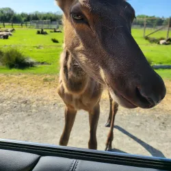 Olympic Game Farm - Sequim