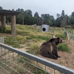 Olympic Game Farm - Sequim