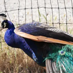 Olympic Game Farm - Sequim