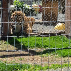 Olympic Game Farm - Sequim