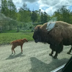 Olympic Game Farm - Sequim