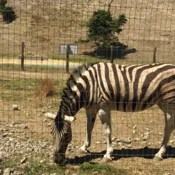 Olympic Game Farm - Sequim