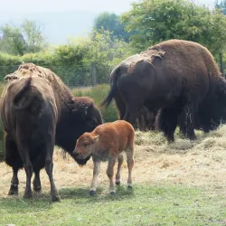 Olympic Game Farm - Sequim
