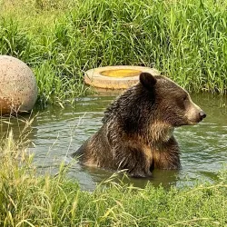 Olympic Game Farm - Sequim