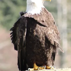 Olympic Game Farm - Sequim