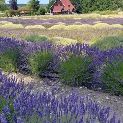 Purple Haze Lavender Farm - Sequim