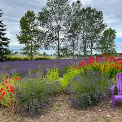 Purple Haze Lavender Farm - Sequim