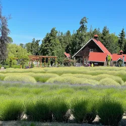 Purple Haze Lavender Farm - Sequim
