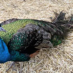 Purple Haze Lavender Farm - Sequim