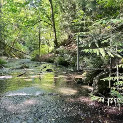 Boeing Creek Park - Shoreline