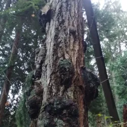Boeing Creek Park - Shoreline