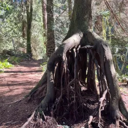 Boeing Creek Park - Shoreline