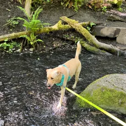 Boeing Creek Park - Shoreline