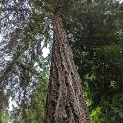 Boeing Creek Park - Shoreline