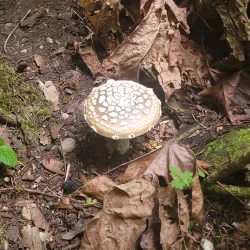 Boeing Creek Park - Shoreline