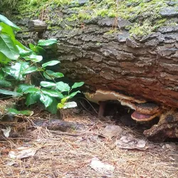 Hamlin Park - Shoreline