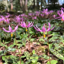 Kruckeberg Botanic Garden - Shoreline