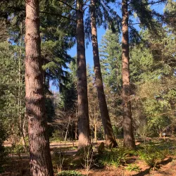 Kruckeberg Botanic Garden - Shoreline