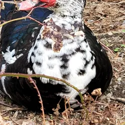 Lake Spanaway - Spanaway