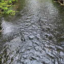 Lake Spanaway - Spanaway