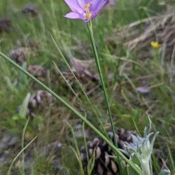 Centennial Trail - Spokane
