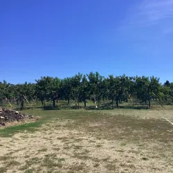 Green Bluff - Spokane