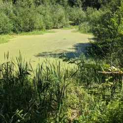 Nisqually National Wildlife Refuge - Tenino
