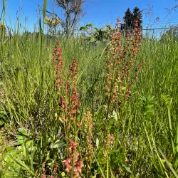 Tenino Trail System - Tenino
