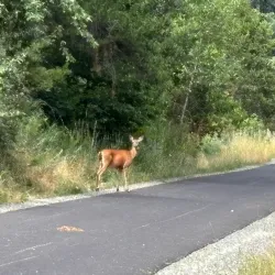Tenino Trail System - Tenino