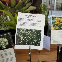 Tumwater Farmers Market - Tumwater