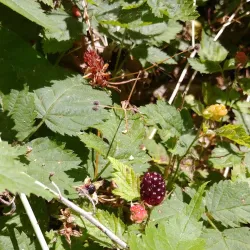 Tumwater Hill Park - Tumwater