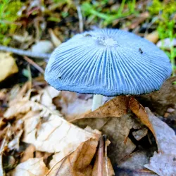 Tumwater Hill Park - Tumwater