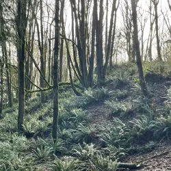 Tumwater Hill Park - Tumwater