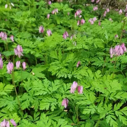 Tumwater Hill Park - Tumwater