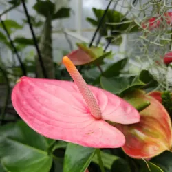 Wright Park Arboretum - University Place