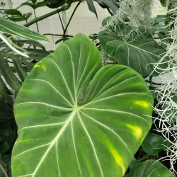 Wright Park Arboretum - University Place