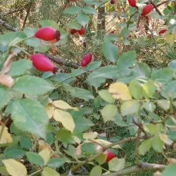 Bennington Lake - Walla Walla