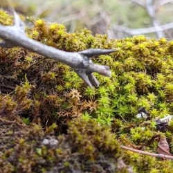 Bennington Lake - Walla Walla