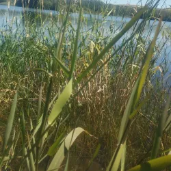 Bennington Lake - Walla Walla