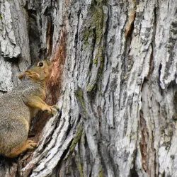 Pioneer Park - Walla Walla