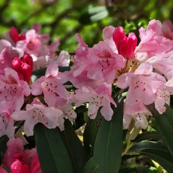 Meerkerk Rhododendron Gardens - Whidbey Island