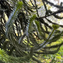 Meerkerk Rhododendron Gardens - Whidbey Island
